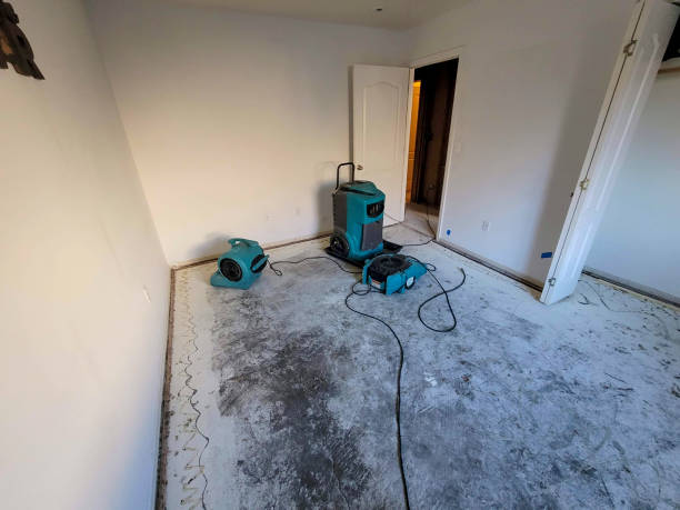Best Professional water damage repair  in Angustura, NM